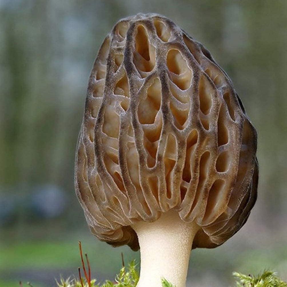 Black Morel Mushroom Seeds – Non-GMO Mycelium Spores for Planting – up to 50%