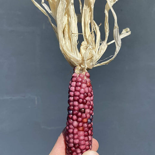 Neon Pink Popcorn Seeds