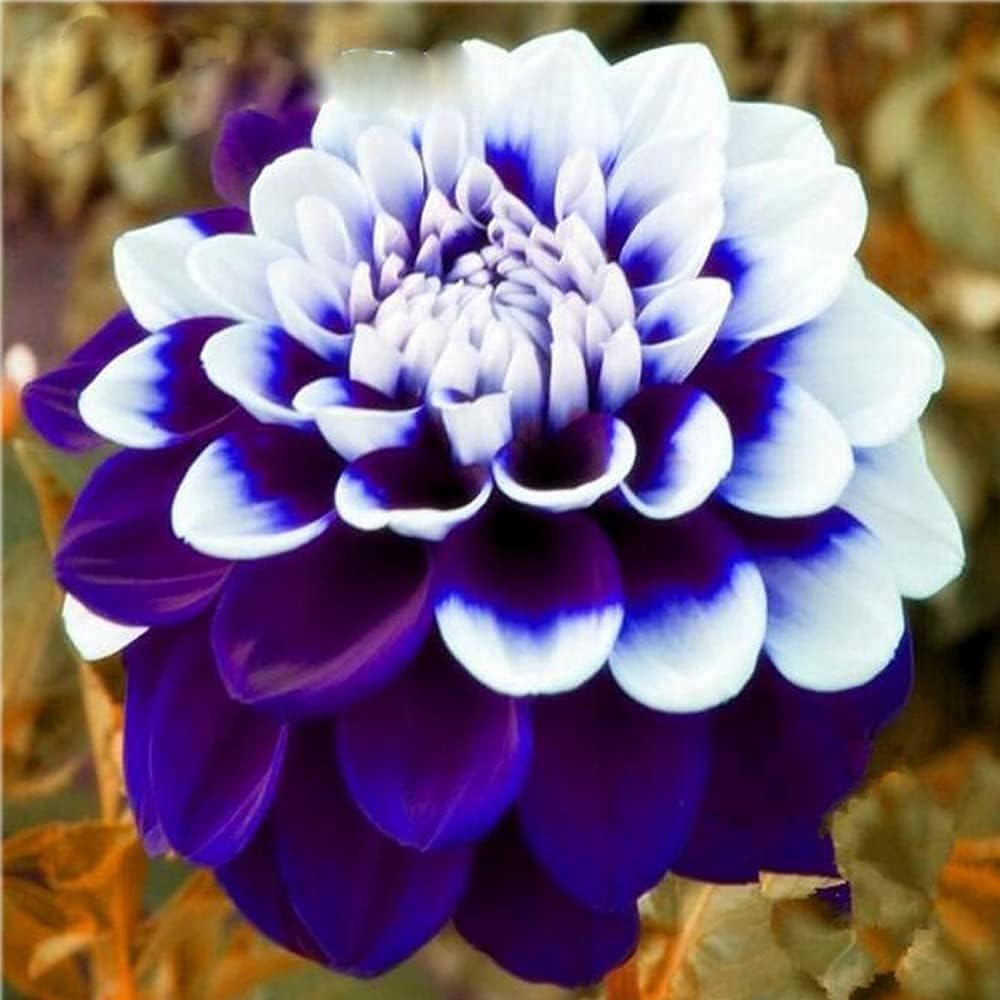 Rare Blue & White Dahlia Flower Seeds