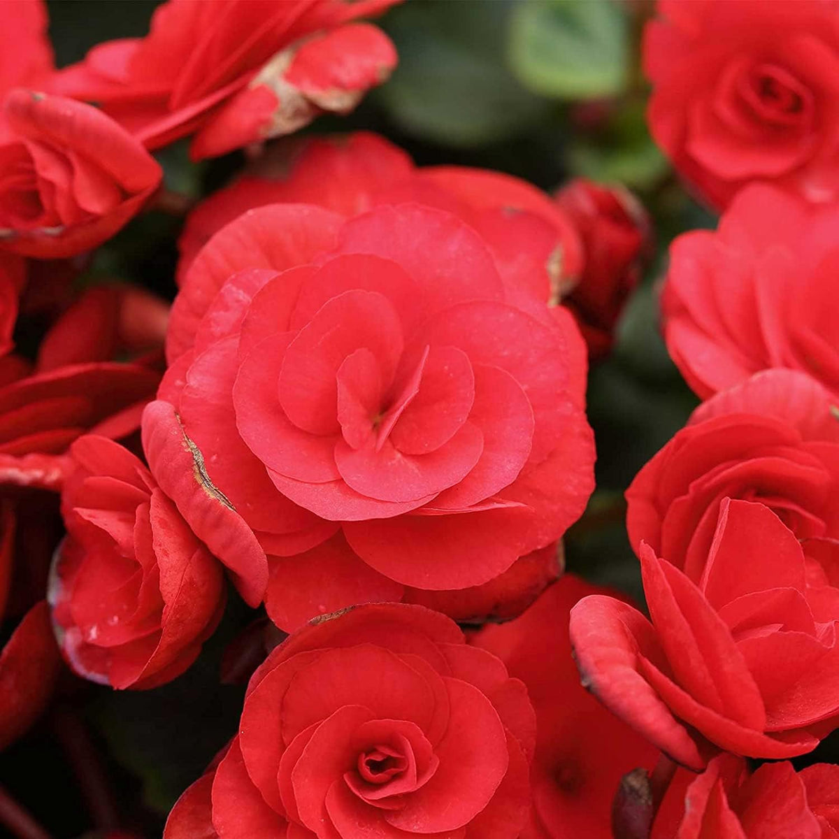 Red Nonstop Begonia Seeds