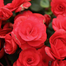 Red Nonstop Begonia Seeds