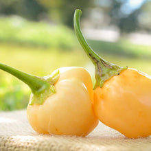 Peachadew Pepper Seeds