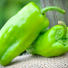 Pepperoncini Italian Pickling Heirloom Pepper Seeds