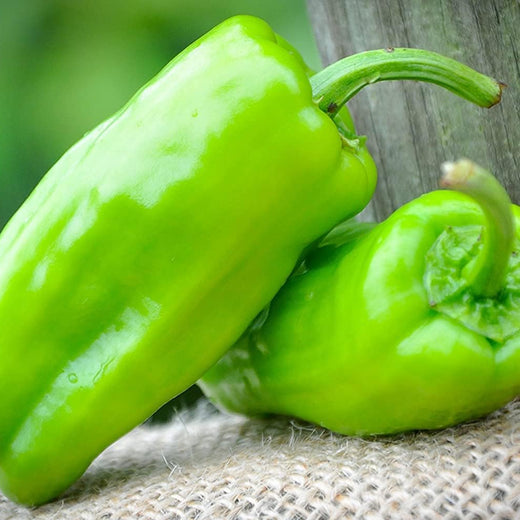 Pepperoncini Italian Pickling Heirloom Pepper Seeds