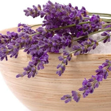 English Lavender Herb Seeds