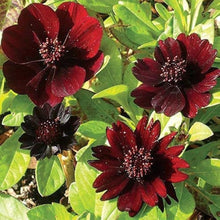 Cosmos Seeds