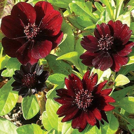 Cosmos Seeds