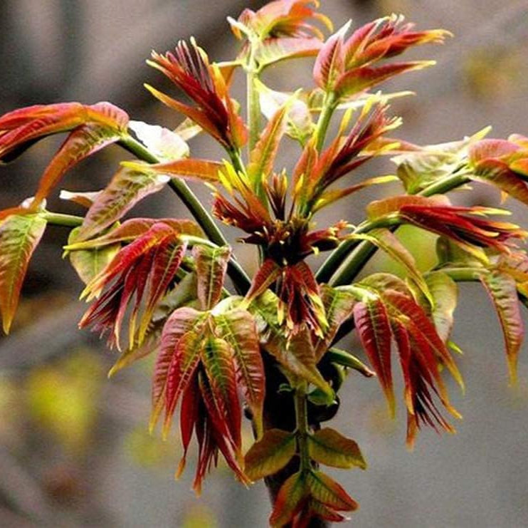Chinese Toon Seeds