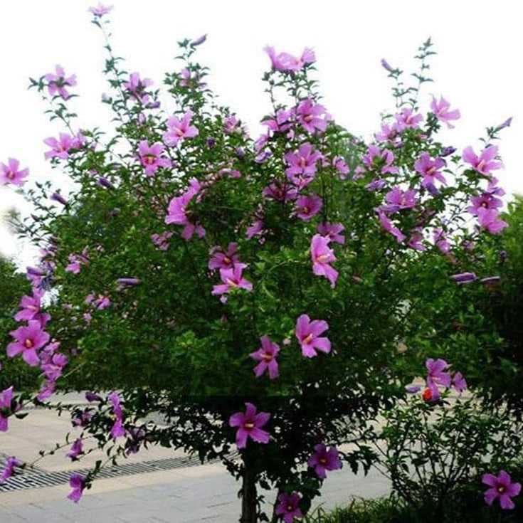 Giant Hibiscus Seeds