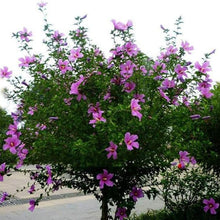 Giant Hibiscus Seeds