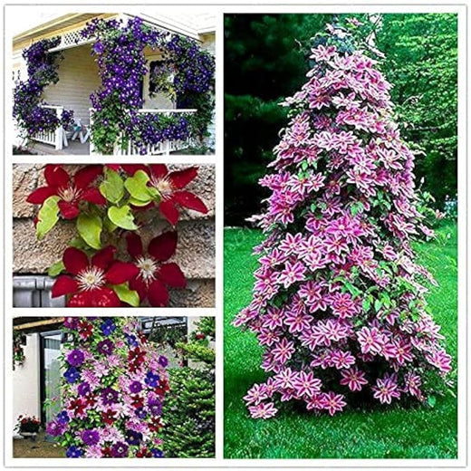 Clematis Perennial Climbing Flower Seeds Peachpuff