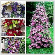 Clematis Flower Seeds Purple Perennial Climbing Vines