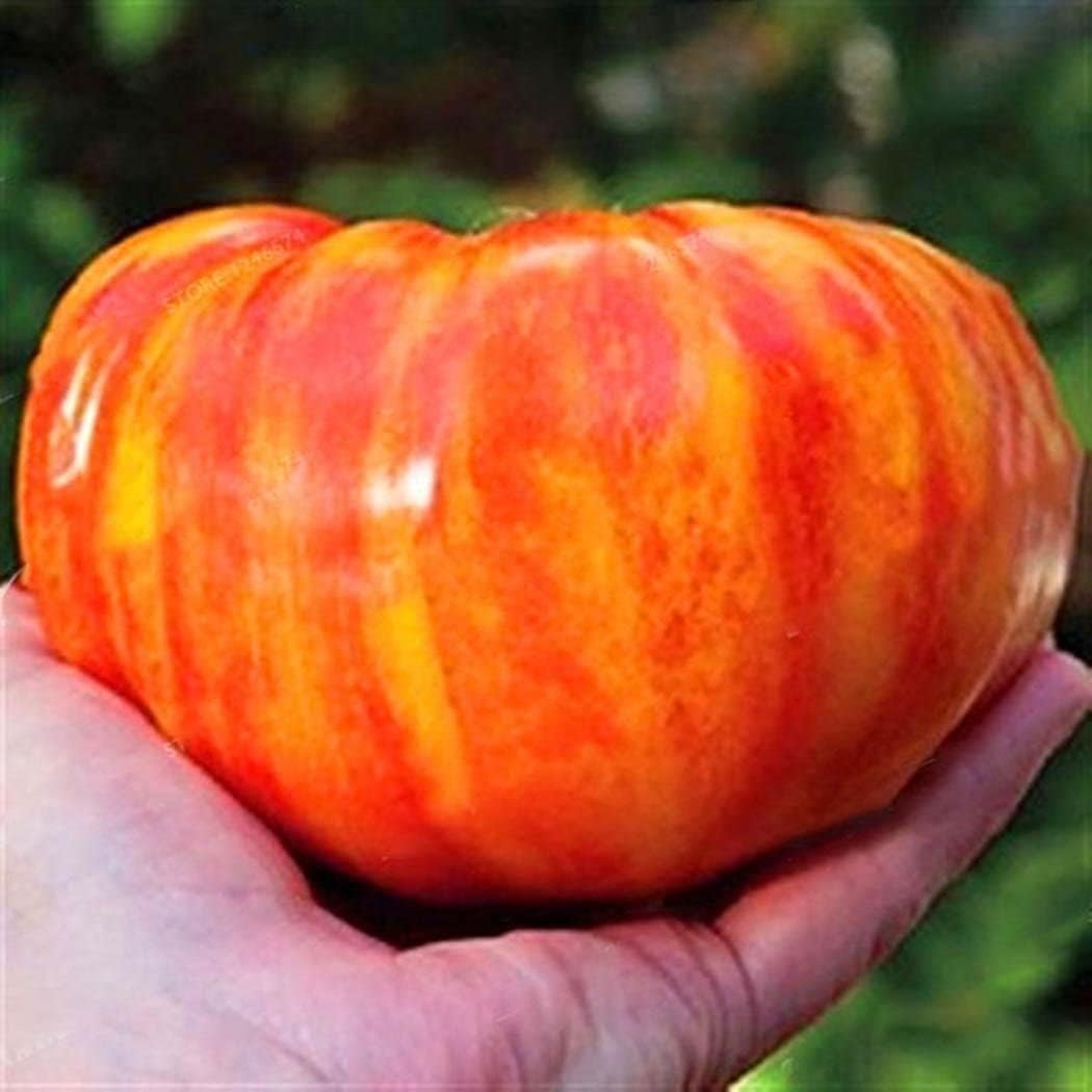 Rainbow Giant Tomato Seeds up to 50%