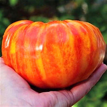 Rainbow Giant Tomato Seeds