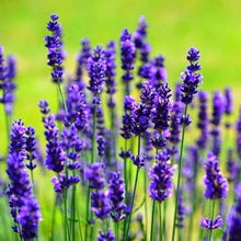 English Lavender Herb Seeds