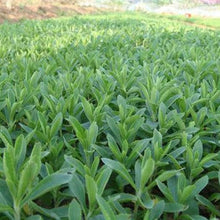 Stevia Seeds