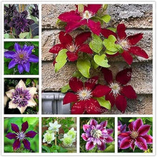 Mixed Clematis Flower Seeds