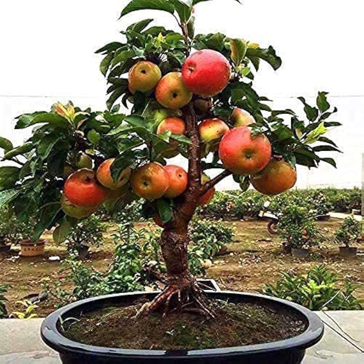 Dwarf Apple Bonsai Seeds up to 50%
