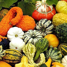 Decorative Pumpkin Mix Seeds