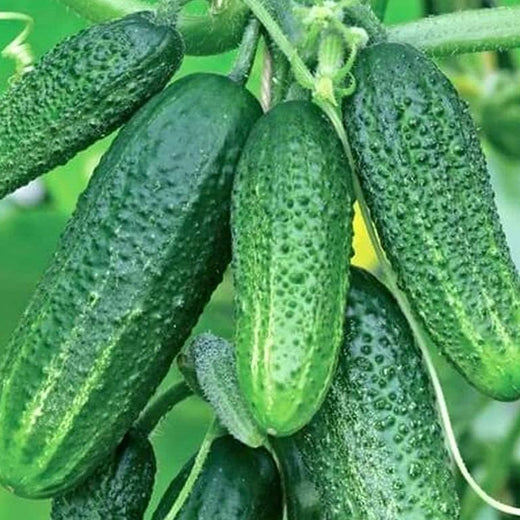 Cucumber Seeds