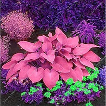 Hosta Seeds - Mixed