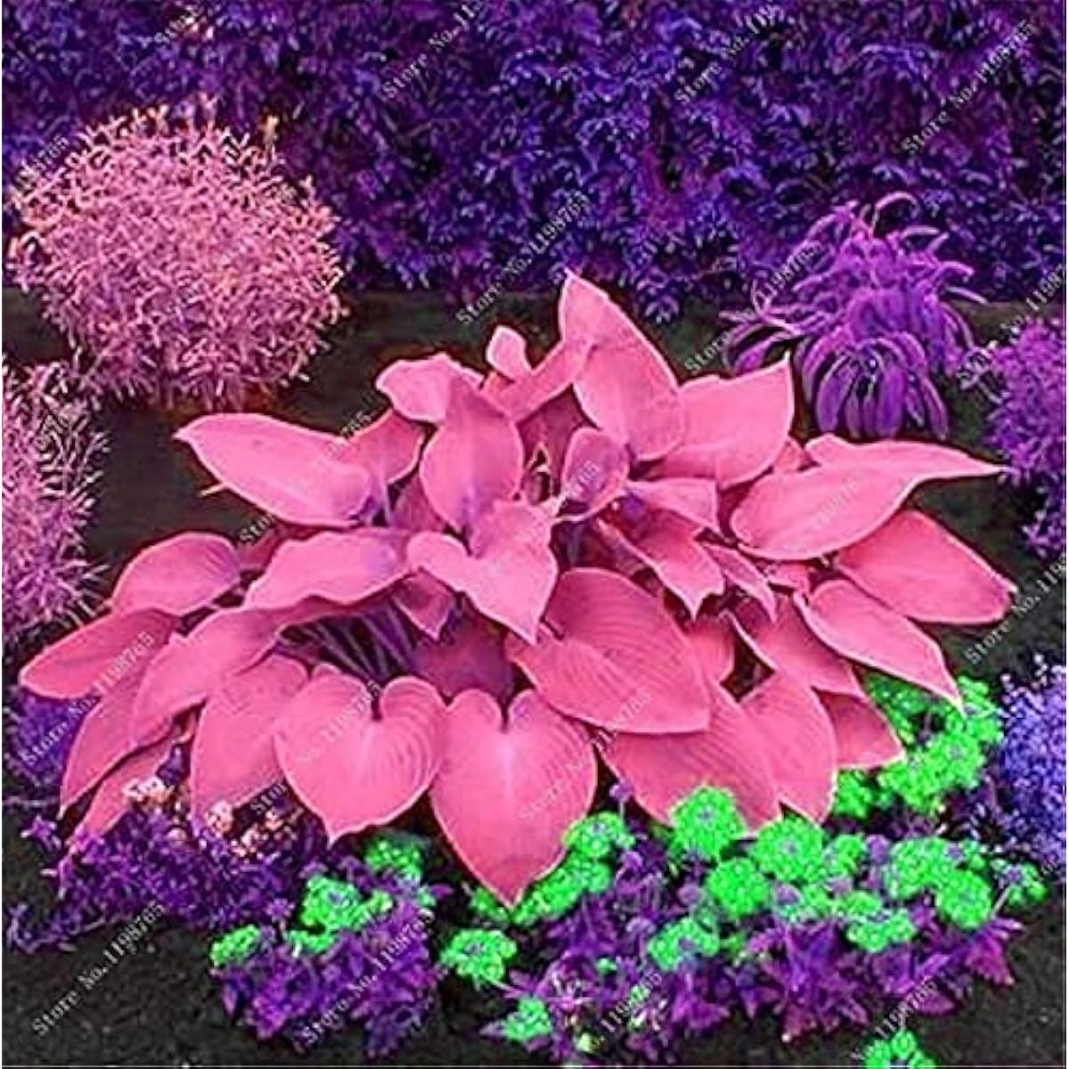 Mixed Hosta Perennial Lily Seeds – White Lace – up to 50%
