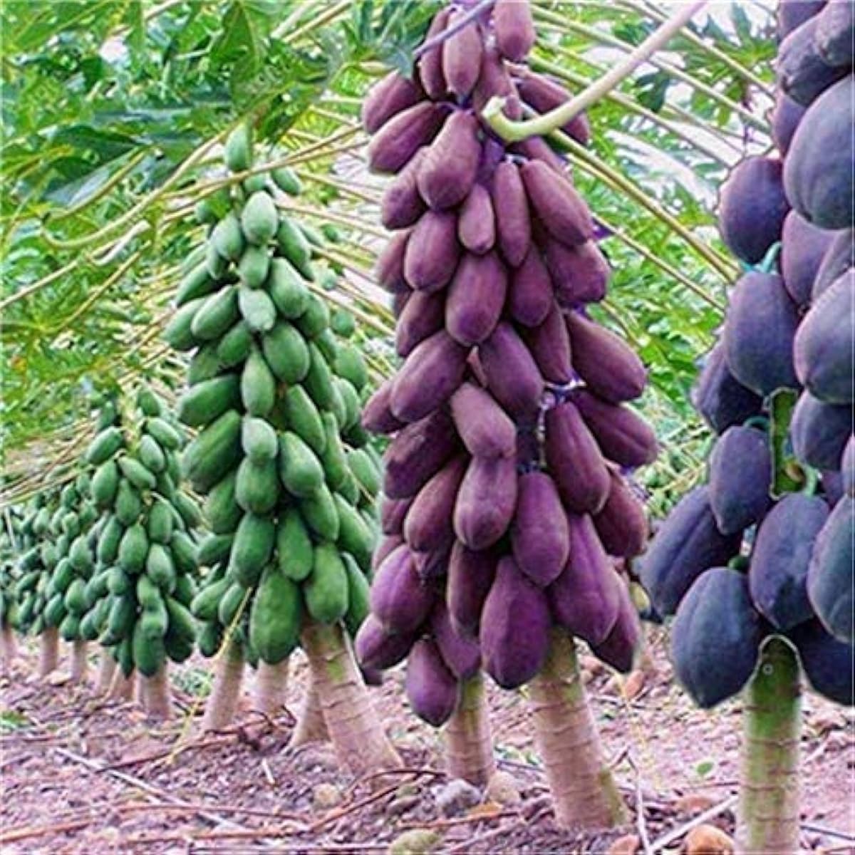 Papaya Perennial Organic Fruit Seeds – Mixed – up to 50%