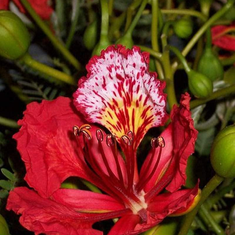 Royal Poinciana Seeds