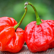 MOA Red Scotch Bonnet Pepper Seeds