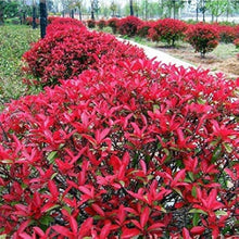 Red Tip Photinia Seeds
