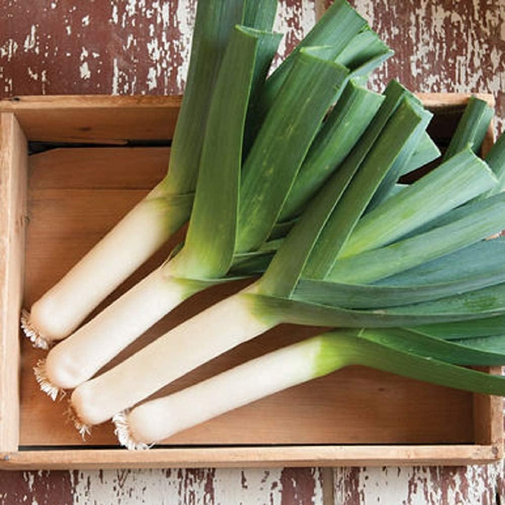 American Flag Leek Seeds  up to 50%