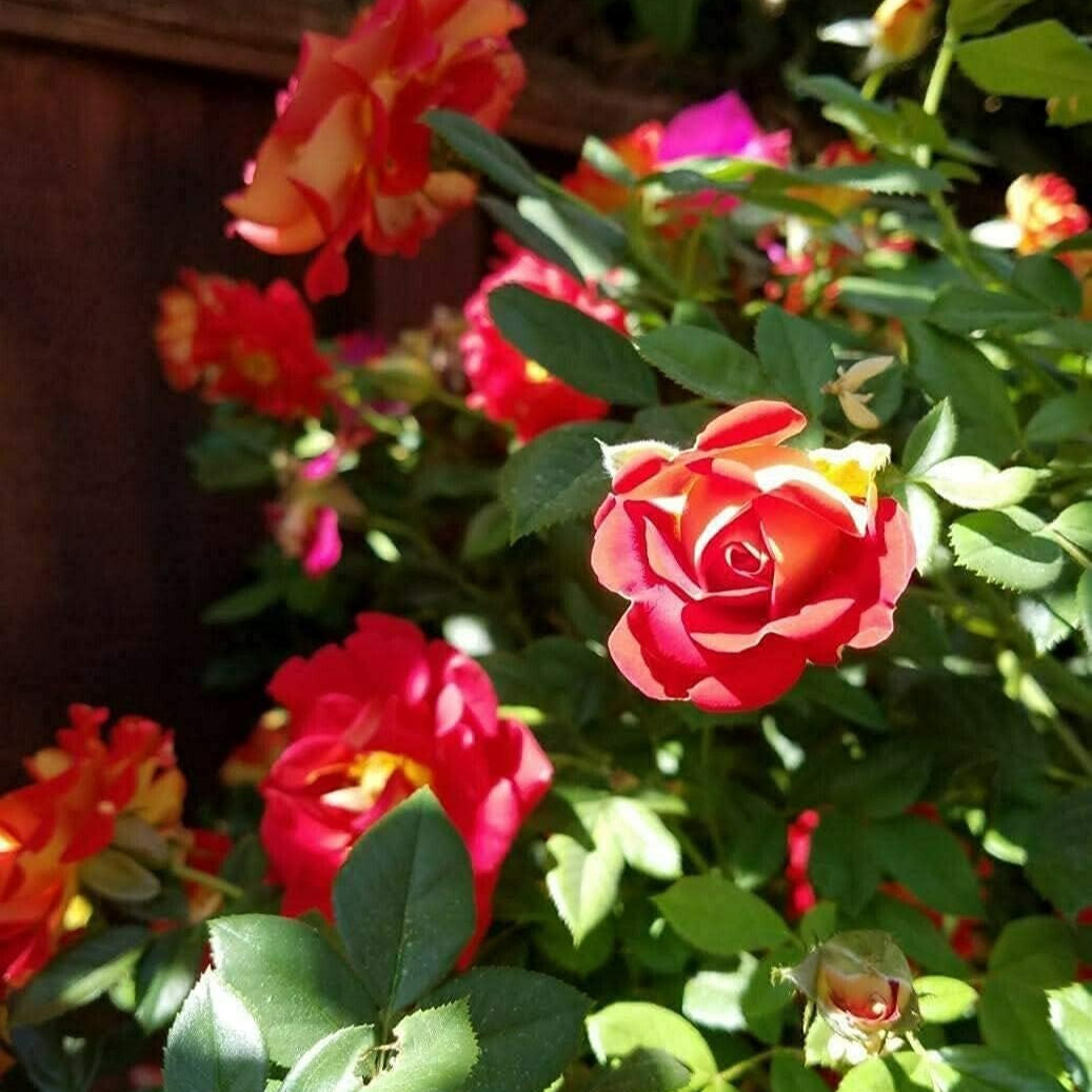 Ketchup Mustard Rose Seeds