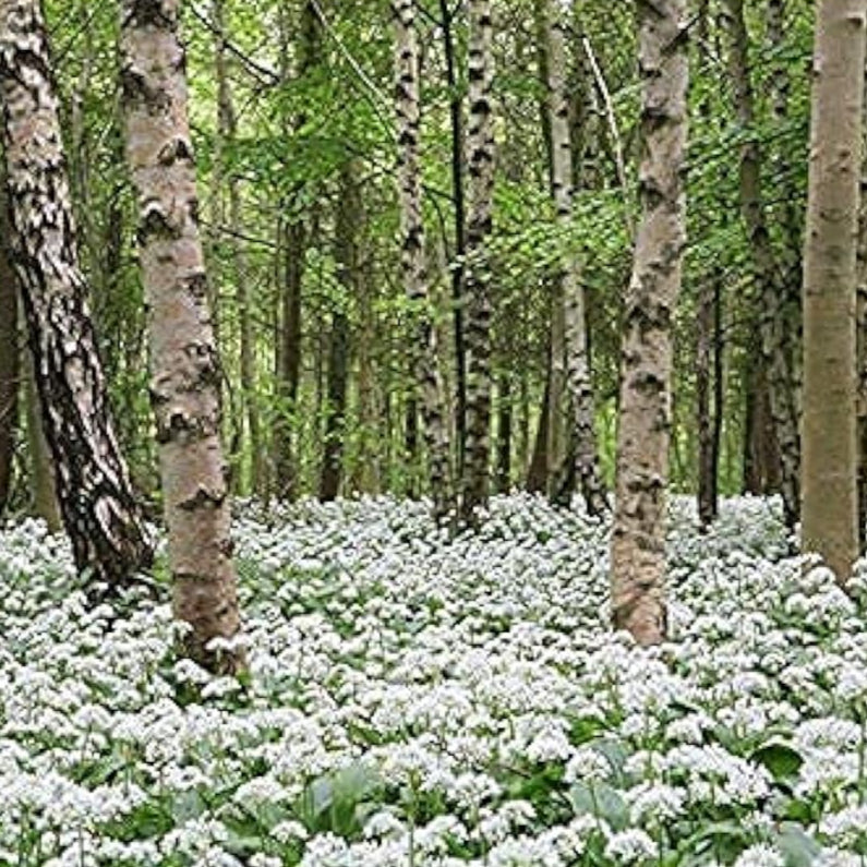 Allium Ursinum Seeds – Wild Garlic (Bear’s Garlic) | up to 50%