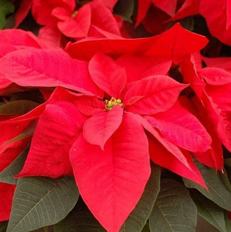 Red Lady Papaya Seeds up to 50%