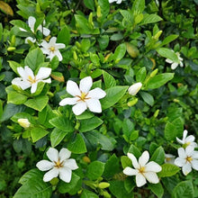 Gardenia Flower Seeds