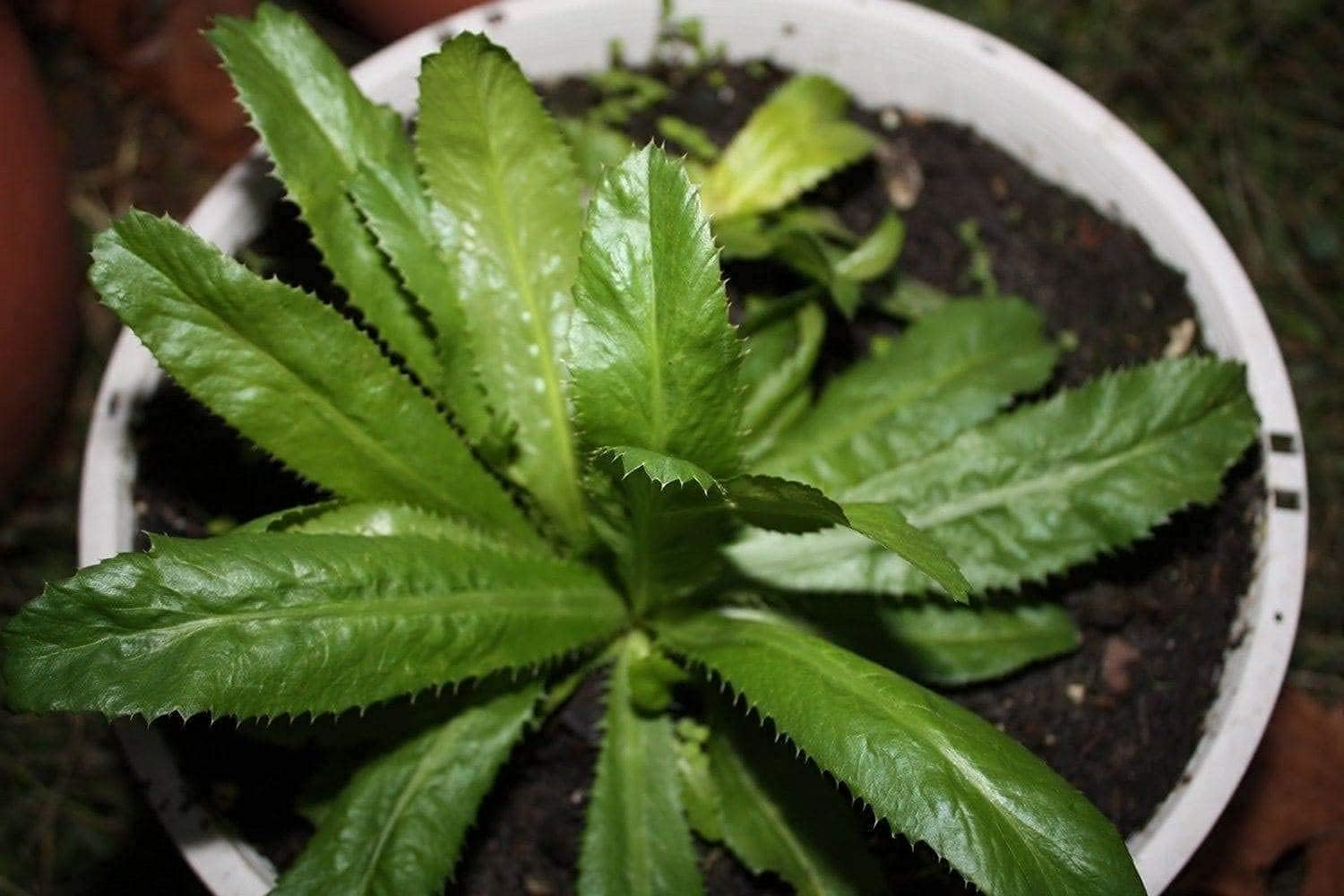 Culantro Herb Seeds up to 50%