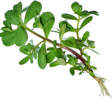 Green Purslane Seeds