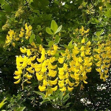 Yellow Laburnum Seeds