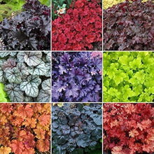 Mixed Heuchera Flower Seeds