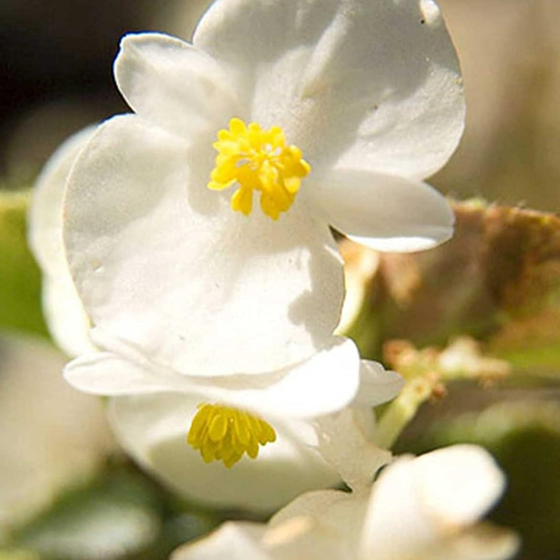 Fibrous Begonia Seeds ¨C up to 50%
