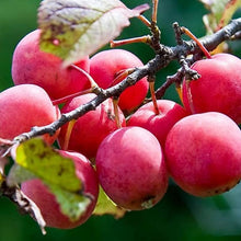 American Wild Plum Seeds