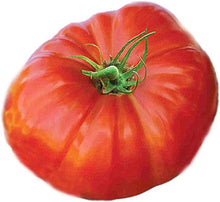 Big Beef Tomato Seeds