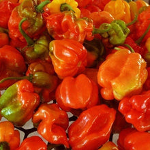 Aji Dulce Red Sweet Venezuelan Pepper Seeds