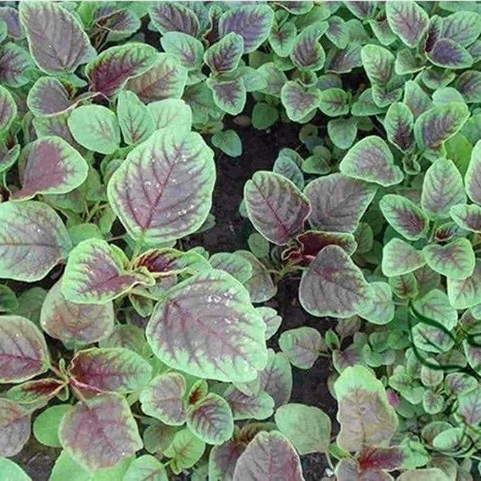Red Stripe Amaranth Seeds up to 50%