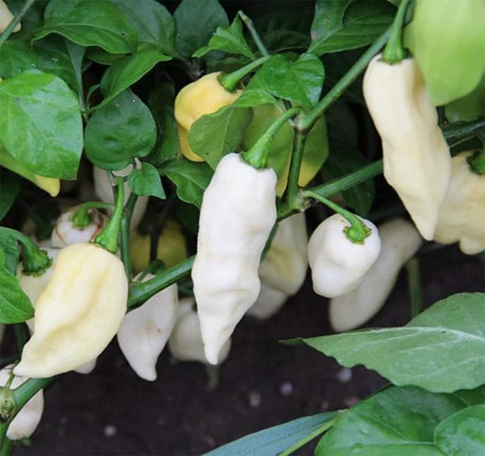 White Ghost Pepper Seeds