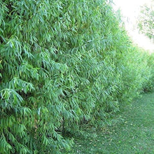 Hybrid Willow Seeds