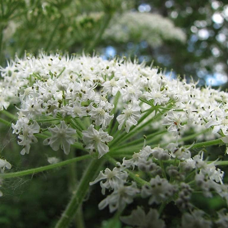Cow Parsnip Seeds