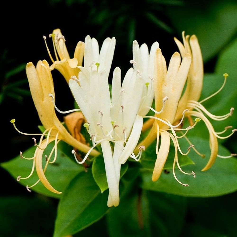 Japanese Honeysuckle Seeds