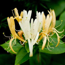 Japanese Honeysuckle Seeds