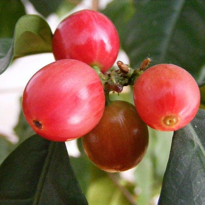 Robusta Coffee Plant Seeds up to 50%